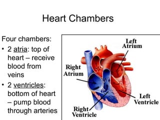 Heart Chambers
Four chambers:
• 2 atria: top of
heart – receive
blood from
veins
• 2 ventricles:
bottom of heart
– pump blood
through arteries
 