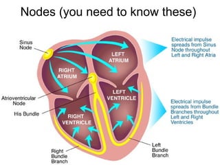 Nodes (you need to know these)
 