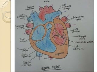 cardiac anatomy ( heart anatomy)
