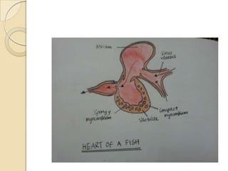 cardiac anatomy ( heart anatomy)