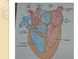 cardiac anatomy ( heart anatomy)