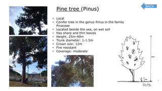 Pine tree (Pinus)
• Local
• Conifer tree in the genus Pinus in the family
Pinaceae
• Located beside the sea, on wet soil
• Has sharp and thin leaves
• Height: 25m-40m
• Trunk diameter: 1-1.5m
• Crown size: 12m
• Fire resistant
• Coverage: moderate
BACK
 