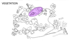 Palm
Palm
VEGETATION
 