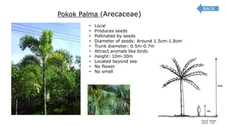 Pokok Palma (Arecaceae)
• Local
• Produces seeds
• Pollinated by seeds
• Diameter of seeds: Around 1.5cm-1.8cm
• Trunk diameter: 0.5m-0.7m
• Attract animals like birds
• Height: 10m-30m
• Located beyond sea
• No flower
• No smell
BACK
 