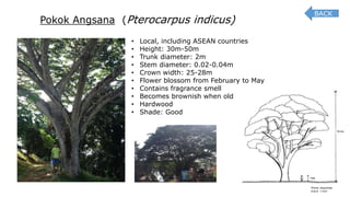Pokok Angsana (Pterocarpus indicus)
• Local, including ASEAN countries
• Height: 30m-50m
• Trunk diameter: 2m
• Stem diameter: 0.02-0.04m
• Crown width: 25-28m
• Flower blossom from February to May
• Contains fragrance smell
• Becomes brownish when old
• Hardwood
• Shade: Good
BACK
 