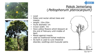 Pokok Jemerlang
(Peltophorum pterocarpum)
• Local
• Pollen and nectar attract bees and
insects
• Height: 15m-25m
• Trunk diameter 1m
• Crown width: 7m
• Have yellow flowers which blossom at
the end of February until middle of
April
• Resist against insects
• used as traditional herbal medicine
• Its bark is used to cure intestinal
disorder, swellings and muscular pains
BACK
 