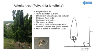 Ashoka tree (Polyalthia longifolia)
• Height: 9m-12m
• Trunk diameter: 0.8-1m
• Effective in alleviating noise pollution
• Originate from India
• Has seeds and fruits
• The seeds are hard
• In spring the tree is covered with
delicate star-like pale green flowers
• Fruit is borne in clusters of 10-20
BACK
 