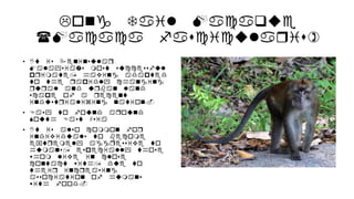 Long Tail Macaque
(Macaca fascicularis)
• It is Peninsular
Malaysias most successful
primate, having adapted
to the rapidly changing
rural and urban land
scape of a recent
industrializing nation.
• Easy to found around
South East Asia
• It is also common for
individuals to become
extremely aggressive to
humans, especially those
whom live in close
contact with, due to
their increasing
association of humans
with food.
 