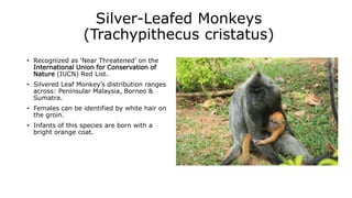 Silver-Leafed Monkeys
(Trachypithecus cristatus)
• Recognized as ‘Near Threatened’ on the
International Union for Conservation of
Nature (IUCN) Red List.
• Silvered Leaf Monkey’s distribution ranges
across: Peninsular Malaysia, Borneo &
Sumatra.
• Females can be identified by white hair on
the groin.
• Infants of this species are born with a
bright orange coat.
 