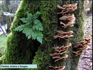 Fentos, brións e fungos
 