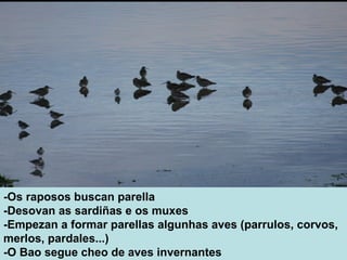 -Os raposos buscan parella
-Desovan as sardiñas e os muxes
-Empezan a formar parellas algunhas aves (parrulos, corvos,
merlos, pardales...)
-O Bao segue cheo de aves invernantes
 