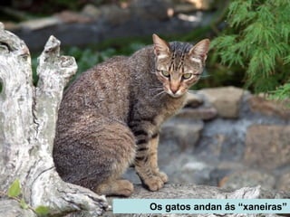 Os gatos andan ás “xaneiras”
 