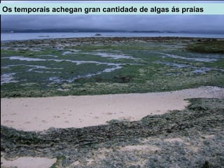 Os temporais achegan gran cantidade de algas ás praias
 