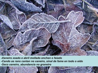 -Xaneiro xeado e abril mollado enchen o faiado
-Cando as rans cantan no xaneiro, sinal de fame en todo o eido
-Seco xaneiro, abundancia no graneiro
 