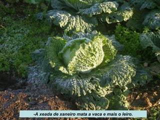 -A xeada de xaneiro mata a vaca e mais o leiro.
 