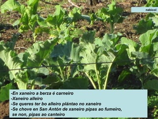 nabicol
-En xaneiro a berza é carneiro
-Xaneiro alleiro
-Se queres ter bo alleiro plántao no xaneiro
-Se chove en San Antón de xaneiro pipas ao fumeiro,
se non, pipas ao canteiro
 