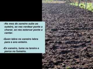 -No mes de xaneiro sube ao
outeiro, se ves verdear ponte a
chorar, se ves estercar ponte a
cantar.
-Quen labra no xaneiro labra
para o ano enteiro.
-En xaneiro, lume na lareira e
porco no fumeiro.
 