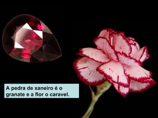 A pedra de xaneiro é o
granate e a flor o caravel.
 