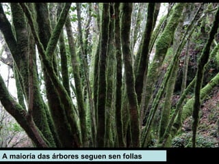 A maioría das árbores seguen sen follas
 