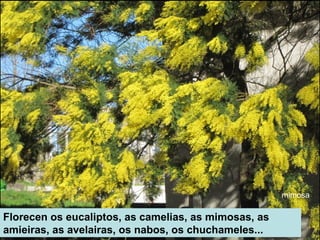 Florecen os eucaliptos, as camelias, as mimosas, as
amieiras, as avelairas, os nabos, os chuchameles...
mimosa
 