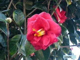 camelia
 