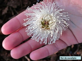 flor de eucalipto
 