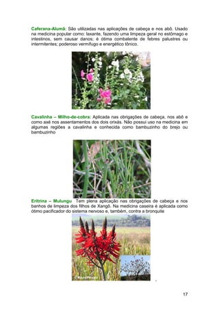 17
Caferana-Alumã: São utilizadas nas aplicações de cabeça e nos abô. Usado
na medicina popular como: laxante, fazendo uma limpeza geral no estômago e
intestinos, sem causar danos; é ótima combatente de febres palustres ou
intermitentes; poderoso vermífugo e energético tônico.
Cavalinha – Milho-de-cobra: Aplicada nas obrigações de cabeça, nos abô e
como axé nos assentamentos dos dois orixás. Não possui uso na medicina em
algumas regiões a cavalinha e conhecida como bambuzinho do brejo ou
bambuzinho
Eritrina – Mulungu Tem plena aplicação nas obrigações de cabeça e nos
banhos de limpeza dos filhos de Xangô. Na medicina caseira é aplicada como
ótimo pacificador do sistema nervoso e, também, contra a bronquite
,
 