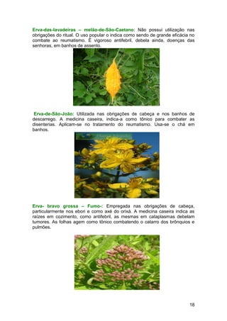 18
Erva-das-lavadeiras – melão-de-São-Caetano: Não possui utilização nas
obrigações do ritual. O uso popular o indica como sendo de grande eficácia no
combate ao reumatismo. É vigoroso antifebril, debela ainda, doenças das
senhoras, em banhos de assento.
Erva-de-São-João: Utilizada nas obrigações de cabeça e nos banhos de
descarrego. A medicina caseira, indica-a como tônico para combater as
disenterias. Aplicam-se no tratamento do reumatismo. Usa-se o chá em
banhos.
Erva- bravo grossa – Fumo-: Empregada nas obrigações de cabeça,
particularmente nos ebori e como axé do orixá. A medicina caseira indica as
raízes em cozimento, como antifebril, as mesmas em cataplasmas debelam
tumores. As folhas agem como tônico combatendo o catarro dos brônquios e
pulmões.
 