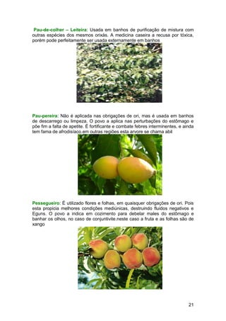 21
Pau-de-colher – Leiteira: Usada em banhos de purificação de mistura com
outras espécies dos mesmos orixás. A medicina caseira a recusa por tóxica,
porém pode perfeitamente ser usada externamente em banhos
Pau-pereira: Não é aplicada nas obrigações de ori, mas é usada em banhos
de descarrego ou limpeza. O povo a aplica nas perturbações do estômago e
põe fim a falta de apetite. É fortificante e combate febres interminentes, e ainda
tem fama de afrodisíaco.em outras regiões esta arvore se chama abil
Pessegueiro: É utilizado flores e folhas, em quaisquer obrigações de ori. Pois
esta propicia melhores condições mediúnicas, destruindo fluidos negativos e
Eguns. O povo a indica em cozimento para debelar males do estômago e
banhar os olhos, no caso de conjuntivite.neste caso a fruta e as folhas são de
xango
 