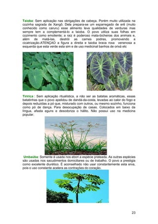 23
Taioba: Sem aplicação nas obrigações de cabeça. Porém muito utilizada na
cozinha sagrada de Xangô. Dela prepara-se um esparregado de erê (muito
conhecido como caruru) esse alimento leva qualidades de verduras mas
sempre tem a complementá-lo a taioba. O povo utiliza suas folhas em
cozimento como emoliente; a raiz é poderoso mata-bicheiras dos animais e,
além de matá-las, destrói as carnes podres, promovendo a
cicatrização.ATENÇAO a figura a direita e taioba brava roxa venenosa a
esquerda que esta verde esta sim e de uso medicinal banhos de orixá etc
Tiririca : Sem aplicação ritualística, a não ser as batatas aromáticas, essas
batatinhas que o povo apelidou de dandá-da-costa, levadas ao calor do fogo e
depois reduzidas a pó que, misturado com outros, ou mesmo sozinho, funciona
como pó de dança. Para desocupação de casas. Colocados em baixo da
língua, afasta eguns e desodoriza o hálito. Não possui uso na medicina
popular.
Umbaúba: Somente é usada nos ebori a espécie prateada. As outras espécies
são usadas nos sacudimentos domiciliares ou de trabalho. O povo a prestigia
como excelente diurético. É aconselhado não usar constantemente esta erva,
pois o uso constante acelera as contrações do coração.
 