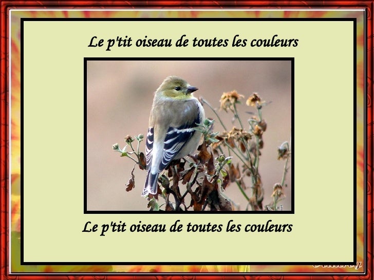 X Animals Birds Petit Oiseau De Toutes Les Couleurs
