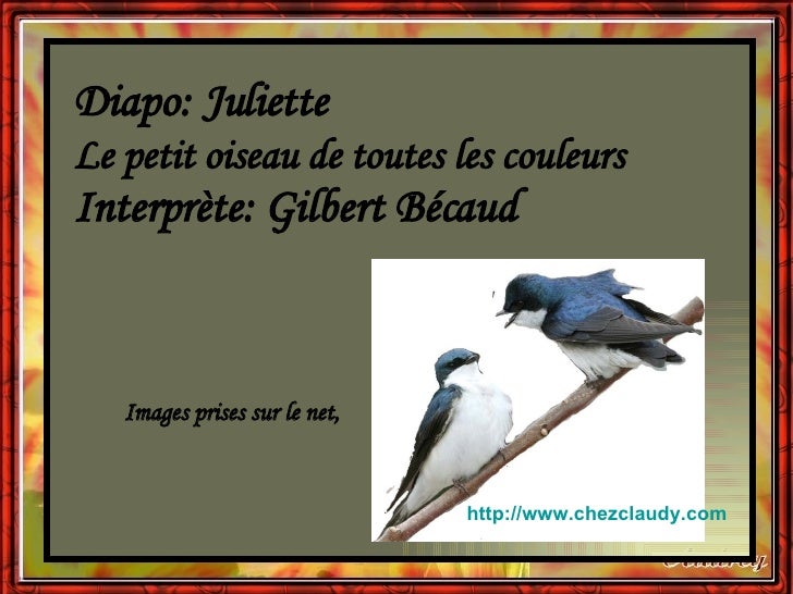 X Animals Birds Petit Oiseau De Toutes Les Couleurs