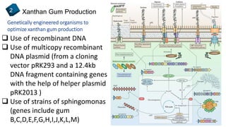 Xanthan Gum Production2
Genetically engineered organisms to
optimize xanthan gum production
 Use of recombinant DNA
 Use of multicopy recombinant
DNA plasmid (from a cloning
vector pRK293 and a 12.4kb
DNA fragment containing genes
with the help of helper plasmid
pRK2013 )
 Use of strains of sphingomonas
(genes include gum
B,C,D,E,F,G,H,I,J,K,L,M)
 