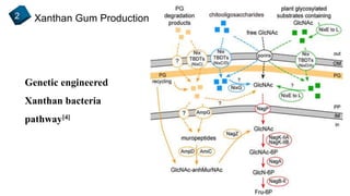 Xanthan Gum Production2
Genetic engineered
Xanthan bacteria
pathway[4]
 