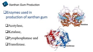 Xanthan Gum Production2
Acetylase,
Ketalase,
Pyrophosphatase and
Transferase.
Enzymes used in
production of xanthan gum
Transferase
Ketalase
 