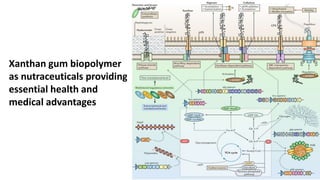 Xanthan gum biopolymer
as nutraceuticals providing
essential health and
medical advantages
 
