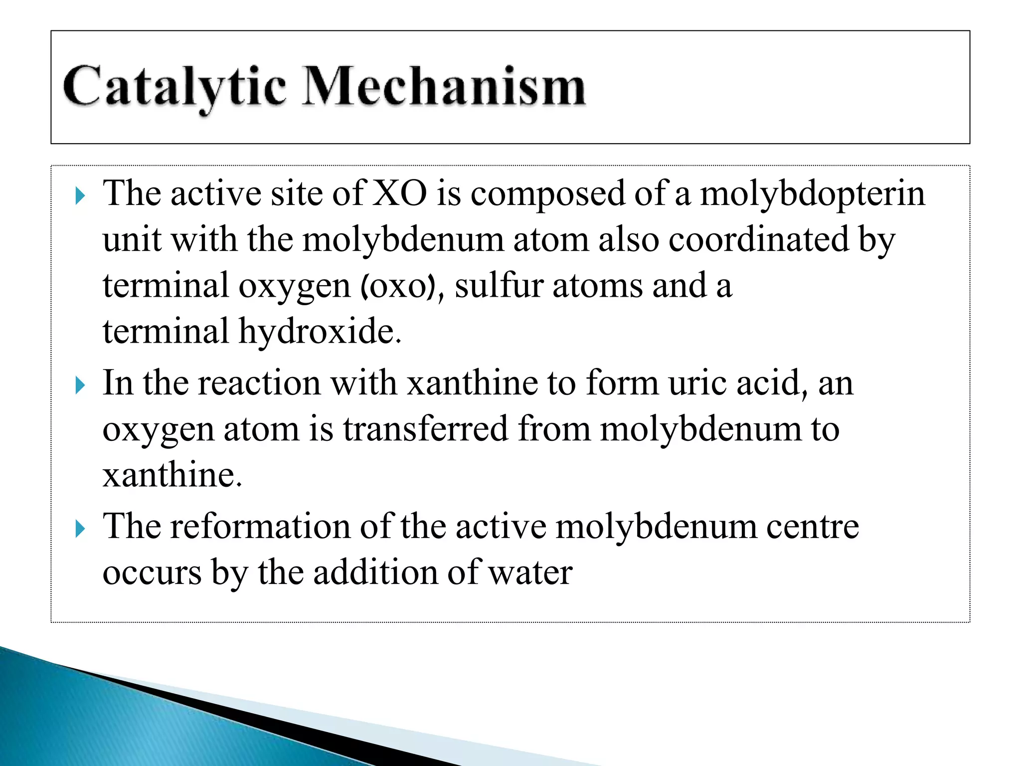  The active site of XO is composed of a molybdopterin
unit with the molybdenum atom also coordinated by
terminal oxygen (oxo), sulfur atoms and a
terminal hydroxide.
 In the reaction with xanthine to form uric acid, an
oxygen atom is transferred from molybdenum to
xanthine.
 The reformation of the active molybdenum centre
occurs by the addition of water
 