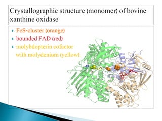  FeS-cluster (orange)
 bounded FAD (red)
 molybdopterin cofactor
with molydenium (yellow).
 