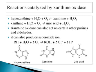  hypoxanthine + H2O + O2 ⇌ xanthine + H2O2
 xanthine + H2O + O2 ⇌ uric acid + H2O2
 Xanthine oxidase can also act on certain other purines
and aldehydes.
 it can also produce superoxide ion .
RH + H2O + 2 O2 ⇌ ROH + 2 O2
− + 2 H+
Hypoxanthine Xanthine Uric acid
 