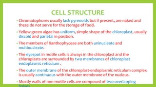 CELL STRUCTURE
• Chromatophores usually lack pyrenoids but if present, are naked and
these do not serve for the storage of...