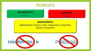 PYRENOID
PIGMENTS
CAROTENE
, 
XANTHOPHYLL
diadinoxanthin (major), lutein, violaxanthin, neoxanthin,
flavacin, flavxanthi...