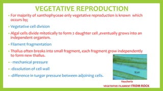 Xanthophyceae PPT