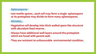• Aplanospores :
• non motile spores , each cell may form a single aplanospore
or its protoplast may divide to form many a...