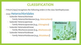 CLASSIFICATION
• Fritsch (1935) recognizes the following orders in the class Xanthophyceae:
• Order Heterochloridales
• Su...