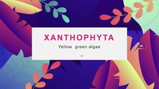 XANTHOPHYTA
Yellow green algae
 