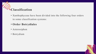 Classification
• Xanthophyceae have been divided into the following four orders
in some classification systems:
• Order Botrydiales
• Asterosiphon
• Botrydium
 