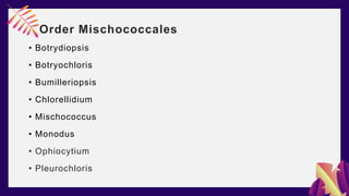 Order Mischococcales
• Botrydiopsis
• Botryochloris
• Bumilleriopsis
• Chlorellidium
• Mischococcus
• Monodus
• Ophiocytium
• Pleurochloris
 