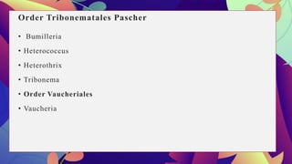 Order Tribonematales Pascher
• Bumilleria
• Heterococcus
• Heterothrix
• Tribonema
• Order Vaucheriales
• Vaucheria
 