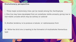Evolutionary perspective
• Three major evolutionary lines can be traced among the Xanthophyta
I. One line may have developed from an unicellular motile ancestry giving rise to
non-motile unicells which may be solitary or colonial
II. Another tendency is to produce a tubular, or siphonaceous form
III. While the third one is leading to the formation of multicellular filamentous
type
 