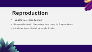 Reproduction
1. Vegetative reproduction
• the reproduction in filamentous form oocur by fragmentation
• unicellular forms divided by simple division
 